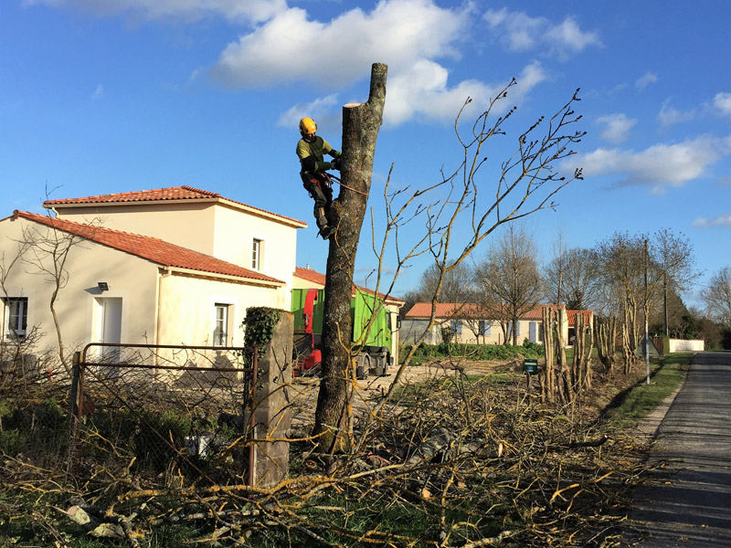 Abattage d'arbres, Charente & Charente-Matime : Green Garden Paysage (3/3)